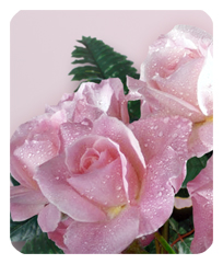 Bouquet Of Roses Orchid